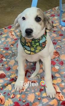 Rescue Great Pyrenees Dogs for Adoption in Alliance, Ohio - Puppies | PetCurious