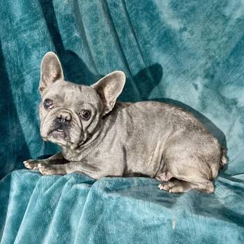 French Bulldog Dogs Available for Adoption - Luxx | PetCurious