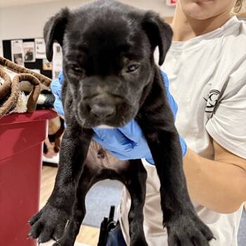 Rescue Black Labrador Retriever Dogs for Adoption in Livingston, Texas - Ubie | PetCurious