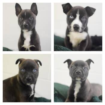 Husky and German Shepherd Dog Dogs Available for Adoption - Flower Pups | PetCurious