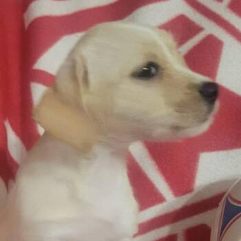 Chihuahua and Terrier Dogs Available for Adoption in Loves Park, Illinois - Trinity | PetCurious