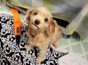 FIFI -  Poodle Dog for Adoption in Fort Wayne, Indiana - FIFI | PetCurious
