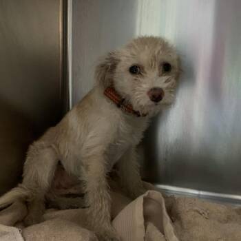 Bart -  Terrier and Mixed Breed Dog for Adoption in Pasadena, California - Bart | PetCurious