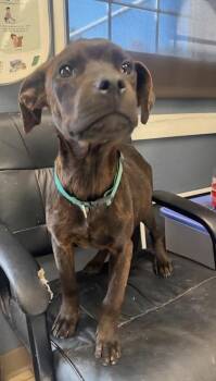 Rescue Boxer and Labrador Retriever Dogs for Adoption in Hollister, Missouri - Bethany | PetCurious