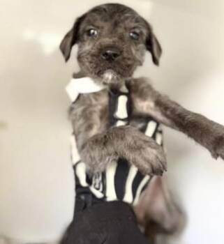 Labrador Retriever Dogs Available for Adoption - A652414 | PetCurious