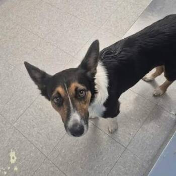 Mavis 26-09-137 -  Border Collie Dog for Adoption in Bastrop, Texas - Mavis 26-09-137 | PetCurious