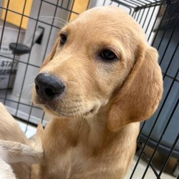Banjo- 101901U -  Golden Retriever and Mixed Breed Dog for Adoption in Tupelo, Mississippi - Banjo- 101901U | PetCurious