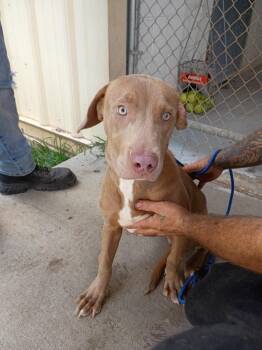 Hudson -  Weimaraner and Vizsla Dog for Adoption in Albany, Georgia - Hudson | PetCurious