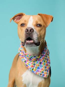 Pit Bull Terrier and Mixed Breed Dogs Available for Adoption in Atlanta, Georgia - Kappa | PetCurious