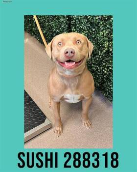 Pit Bull Terrier and Mixed Breed Dogs Available for Adoption in Macon, Georgia - SUSHI | PetCurious