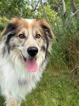 Koda -  Australian Shepherd and Great Pyrenees Dog for Adoption in Hamilton, Ontario - Koda | PetCurious