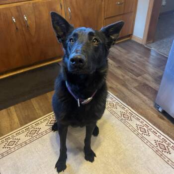 German Shepherd Dog Dogs Available for Adoption in Van Horne, Iowa - Hasi 5/26/2026 | PetCurious