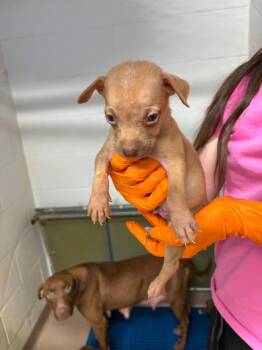 Jasper -  Hound Dog for Adoption in Nacogdoches, Texas - Jasper | PetCurious