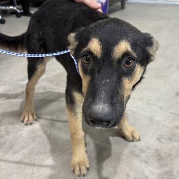 Shayla -  Shepherd Dog for Adoption in Harlingen, Texas - Shayla | PetCurious