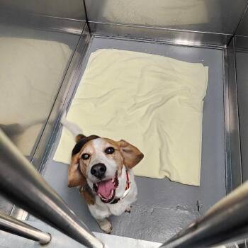 Charlie -  Mixed Breed Dog for Adoption in Davenport, Iowa - Charlie | PetCurious