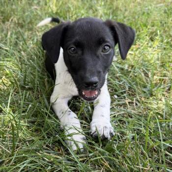 Nine -  Hound Dog for Adoption in Richmond, Virginia - Nine | PetCurious