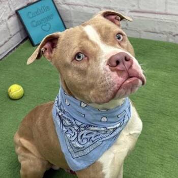 Avo -  Pit Bull Terrier and Boxer Dog for Adoption in Monroe, Michigan - Avo | PetCurious