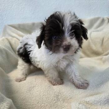 Mishka -  Australian Shepherd and Poodle Dog for Adoption in Phoenix, Arizona - Mishka | PetCurious