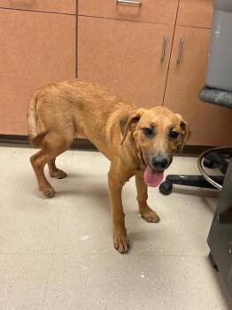 Mixed Breed Dogs Available for Adoption in Bossier City, Louisiana - Gracie | PetCurious