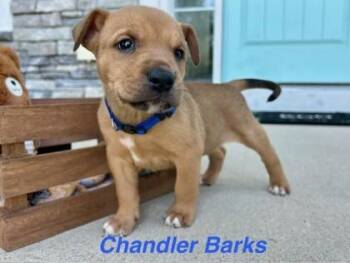 Chandler Barks -  Mixed Breed Dog for Adoption in Kansas City, Missouri - Chandler Barks | PetCurious