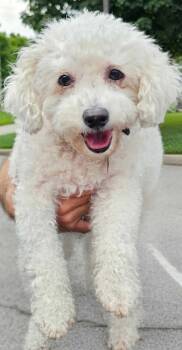 BO -  Bichon Frise Dog for Adoption in Franklin, Tennessee - BO | PetCurious
