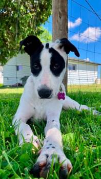 Kylie -  Mixed Breed Dog for Adoption in Sun Prairie, Wisconsin - Kylie | PetCurious