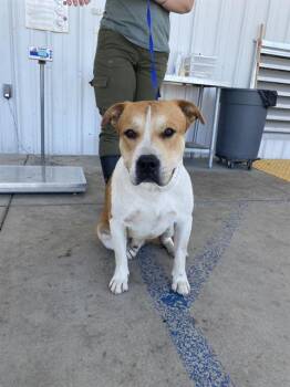 Cappuccino - URGENT -  Pit Bull Terrier Dog for Adoption in Thousand Oaks, California - Cappuccino - URGENT | PetCurious