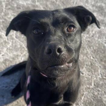 Labrador Retriever Dogs Available for Adoption - Bisque | PetCurious