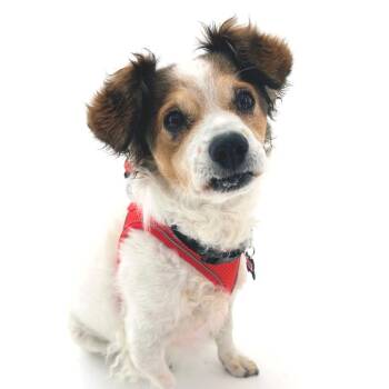 Cooler 14343 -  Cocker Spaniel and Parson Russell Terrier Dog for Adoption in San Francisco, California - Cooler 14343 | PetCurious