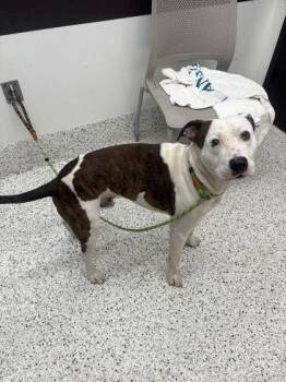 Benji -  Mixed Breed Dog for Adoption in Atlanta, Georgia - Benji | PetCurious