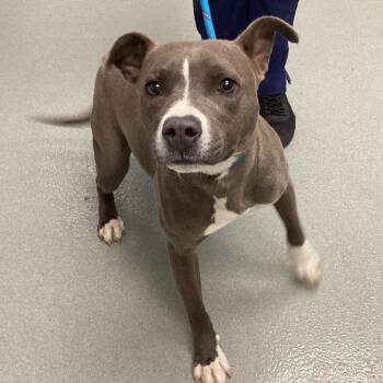 Pit Bull Terrier and Terrier Dogs Available for Adoption - Tiny | PetCurious