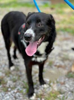 Rescue Border Collie and Retriever Dogs for Adoption in Nokomis, Florida - Sadie | PetCurious