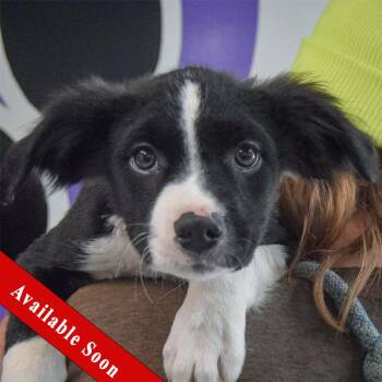 Border Collie and Australian Cattle Dog Blue Heeler Dogs Available for Adoption in Huntley, Illinois - Muffin | PetCurious