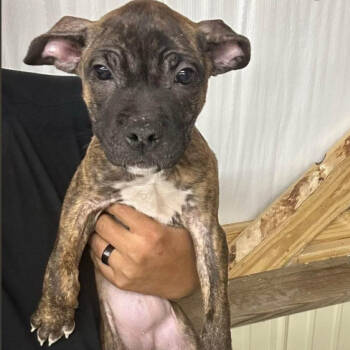 Rescue Mixed Breed Dogs for Adoption in Rockville, Maryland - Tawny Joy | PetCurious