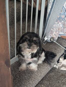 GRYZIA -  Shih Tzu Dog for Adoption in Lake In The Hills, Illinois - GRYZIA | PetCurious