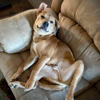 Labrador Retriever Dogs Available for Adoption - Cody | PetCurious