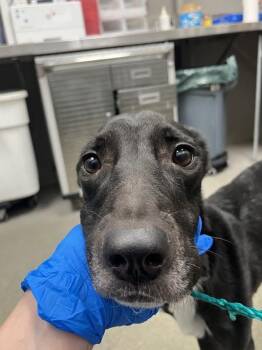 INES -  Pit Bull Terrier Dog for Adoption in Las Vegas, Nevada - INES | PetCurious