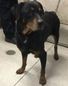 DOZER -  Rottweiler Dog for Adoption in Riverside, California - DOZER | PetCurious