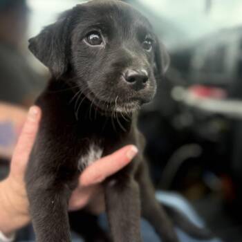 Bruno -  Labrador Retriever and Mixed Breed Dog for Adoption in Marshall, Texas - Bruno | PetCurious