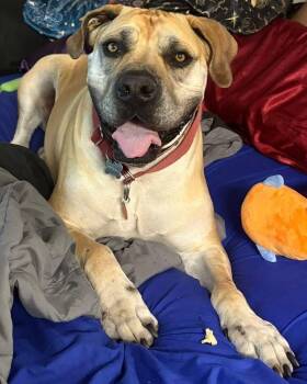 Nala -  Boerboel Dog for Adoption in Larkspur, Colorado - Nala | PetCurious