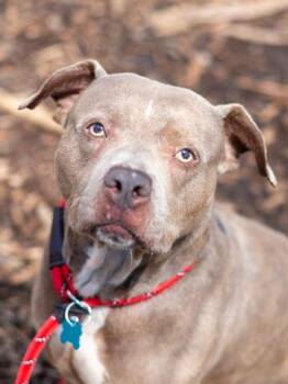 Lady Gray -  Mixed Breed Dog for Adoption in Chamblee, Georgia - Lady Gray | PetCurious