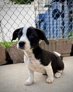 Loxi -  Corgi and Hound Dog for Adoption in Kalamazoo, Michigan - Loxi | PetCurious