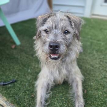 Simon -  Terrier Dog for Adoption in Baldwin, Maryland - Simon | PetCurious