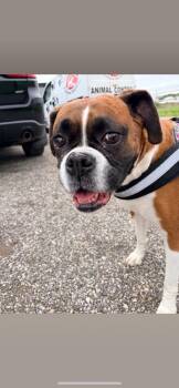 Boxer Dogs Available for Adoption in Huntington, Indiana - Lil Debbie | PetCurious
