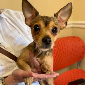 Andy 22515 -  Chihuahua and Mixed Breed Dog Available for Adoption in Cumming, Georgia - Andy 22515 | PetCurious