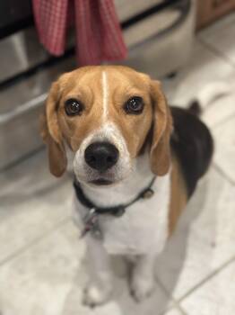 Roland -  Beagle Dog for Adoption in El Mirage, Arizona - Roland | PetCurious