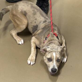 Dixie -  Catahoula Leopard Dog and Pit Bull Terrier Dog for Adoption in Nashville, Tennessee - Dixie | PetCurious