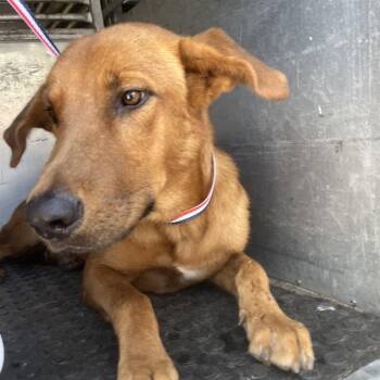 Shepherd and Mixed Breed Dogs Available for Adoption in Edinburg, Texas - Thaddeus | PetCurious