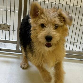 Schnauzer and Border Terrier Dogs Available for Adoption in Boulder, Colorado - Yoda | PetCurious