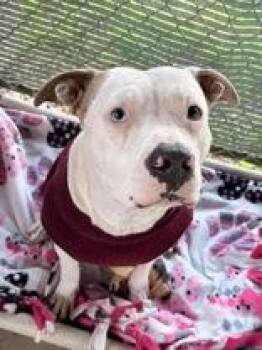 Eva -  American Staffordshire Terrier Dog for Adoption in Redmond, Oregon - Eva | PetCurious